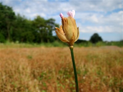 Sprossende Felsennelke (Petrorhagia prolifera) am Osthafen Saarbrücken - auf einem Sand-Trockenrasen oberhalb des Osthafens finden sich einige standorttypische Pflanzen