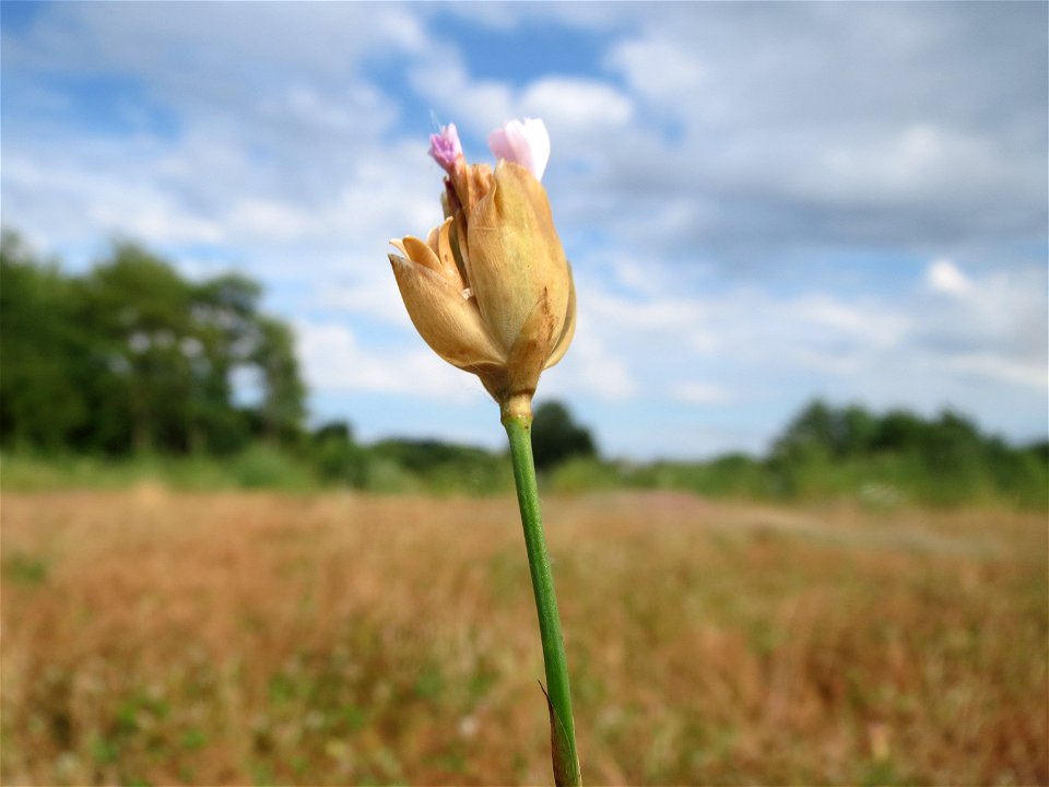 Sprossende Felsennelke (Petrorhagia prolifera) am Osthafen Saarbrücken - auf einem Sand-Trockenrasen oberhalb des Osthafens finden sich einige standorttypische Pflanzen