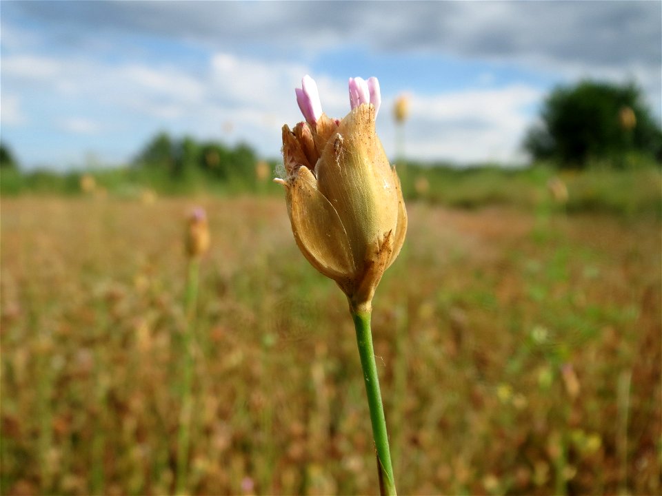 Sprossende Felsennelke (Petrorhagia prolifera) am Osthafen Saarbrücken - auf einem Sand-Trockenrasen oberhalb des Osthafens finden sich einige standorttypische Pflanzen