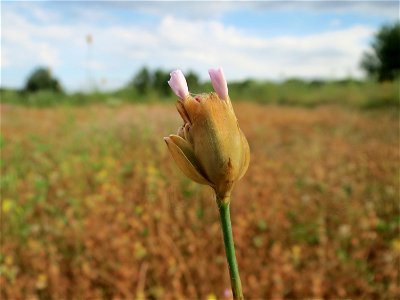 Sprossende Felsennelke (Petrorhagia prolifera) am Osthafen Saarbrücken - auf einem Sand-Trockenrasen oberhalb des Osthafens finden sich einige standorttypische Pflanzen