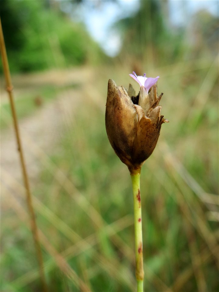 Sprossende Felsennelke (Petrorhagia prolifera) im Schwetzinger Hardt