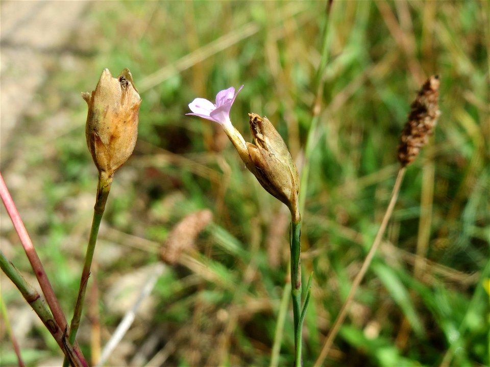Sprossende Felsennelke (Petrorhagia prolifera) im Schwetzinger Hardt