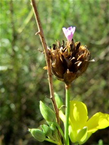 Sprossende Felsennelke (Petrorhagia prolifera) im Gelände der ehemaligen Zuckerfabrik in Waghäusel