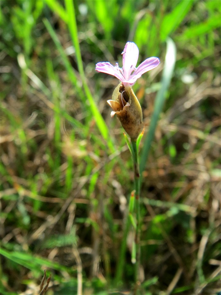 Sprossende Felsennelke (Petrorhagia prolifera) im Naturschutzgebiet Gewann Frankreich-Wiesental