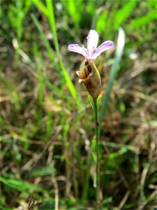 Sprossende Felsennelke (Petrorhagia prolifera) im Naturschutzgebiet Gewann Frankreich-Wiesental