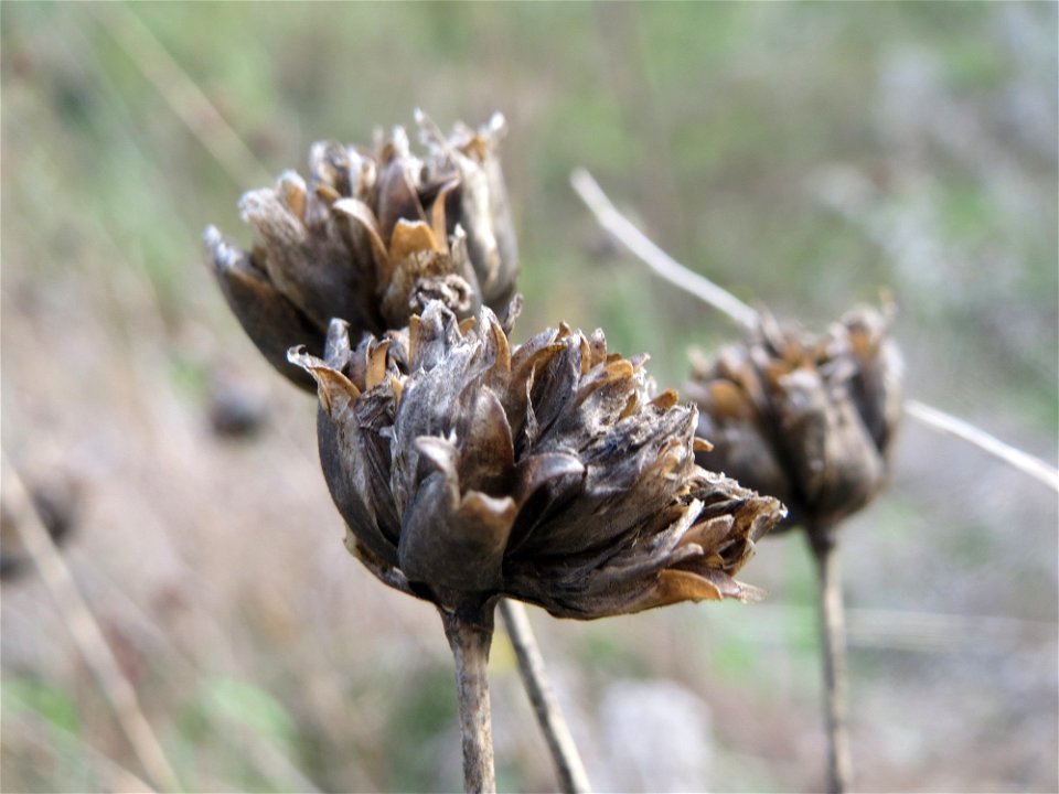 Sprossende Felsennelke (Petrorhagia prolifera) bei Reilingen