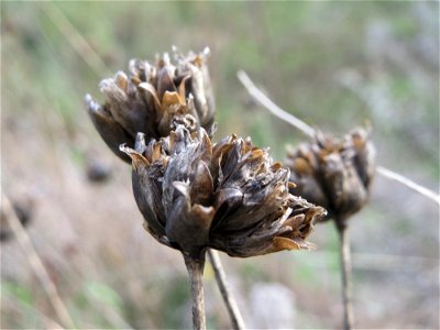 Sprossende Felsennelke (Petrorhagia prolifera) bei Reilingen