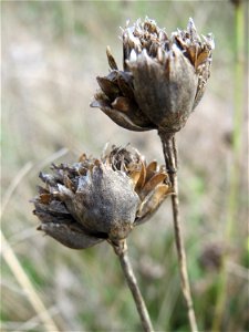 Sprossende Felsennelke (Petrorhagia prolifera) bei Reilingen