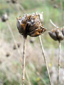 Sprossende Felsennelke (Petrorhagia prolifera) bei Reilingen