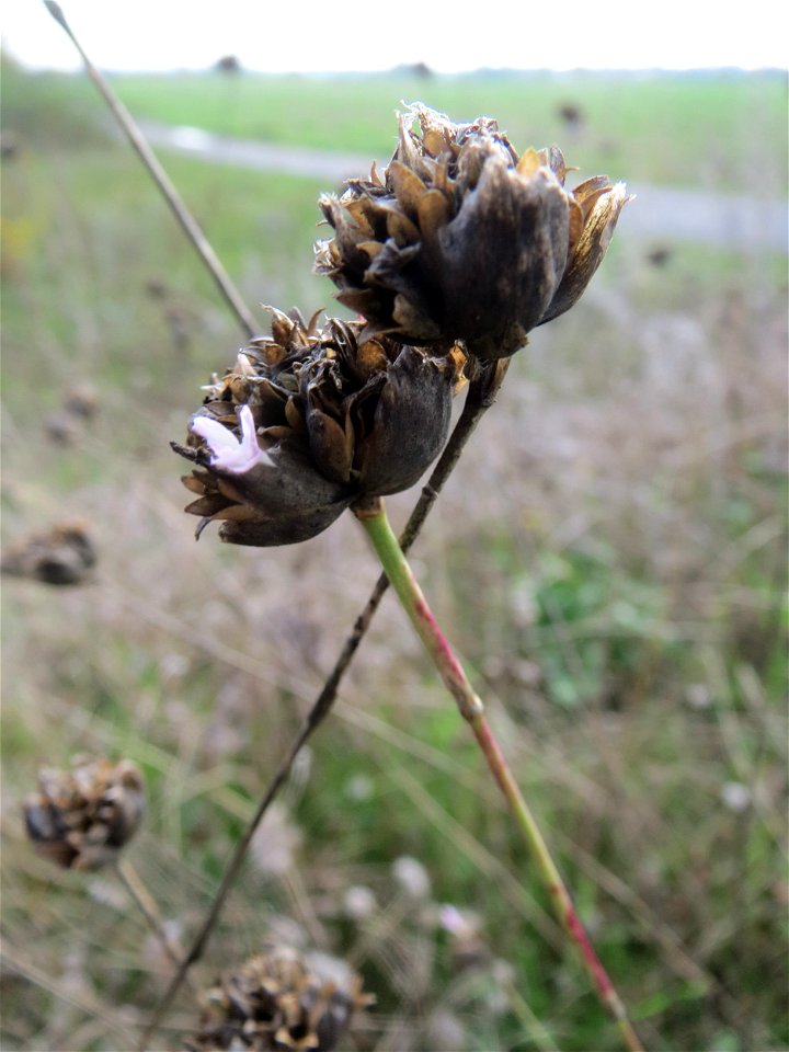 Sprossende Felsennelke (Petrorhagia prolifera) bei Reilingen