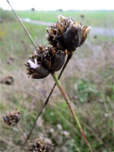 Sprossende Felsennelke (Petrorhagia prolifera) bei Reilingen