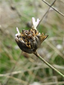 Sprossende Felsennelke (Petrorhagia prolifera) bei Reilingen