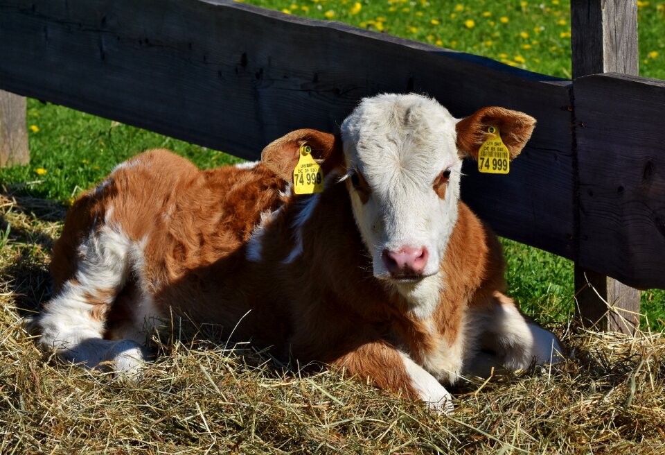 Foot beef ruminant photo