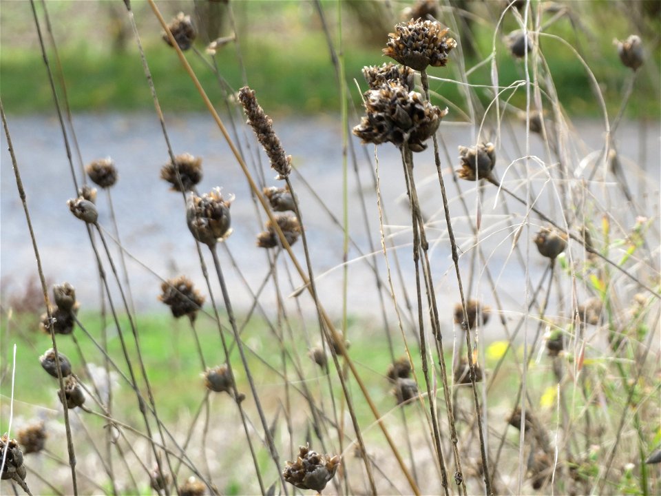 Sprossende Felsennelke (Petrorhagia prolifera) bei Reilingen