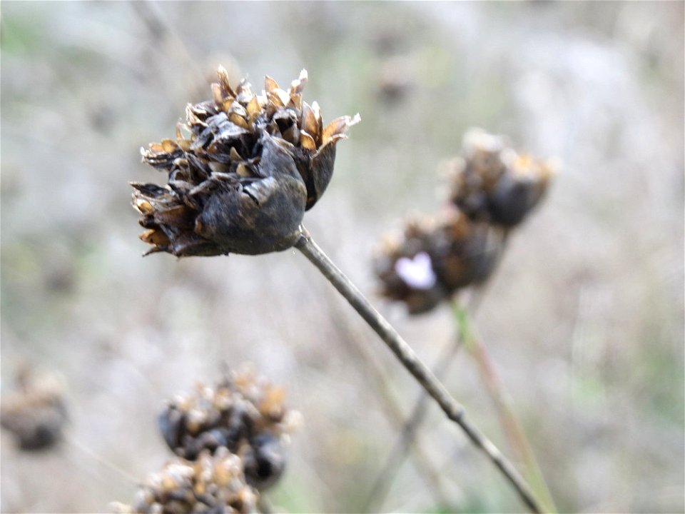 Sprossende Felsennelke (Petrorhagia prolifera) bei Reilingen