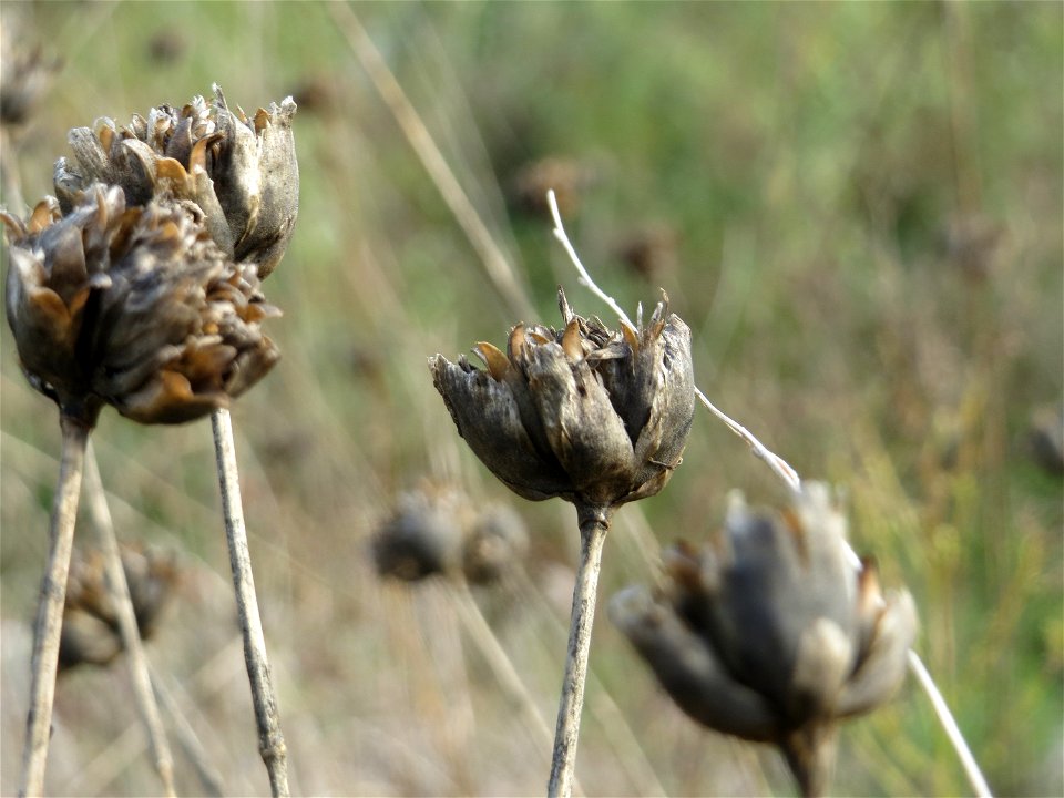 Sprossende Felsennelke (Petrorhagia prolifera) bei Reilingen