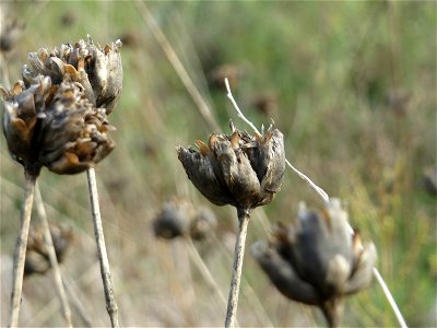 Sprossende Felsennelke (Petrorhagia prolifera) bei Reilingen