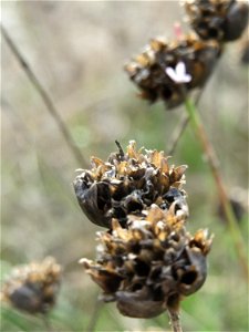 Sprossende Felsennelke (Petrorhagia prolifera) bei Reilingen