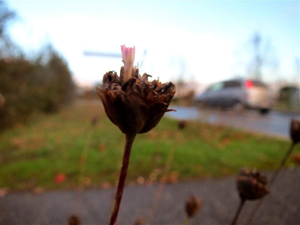 Sprossende Felsennelke (Petrorhagia prolifera) in Hockenheim