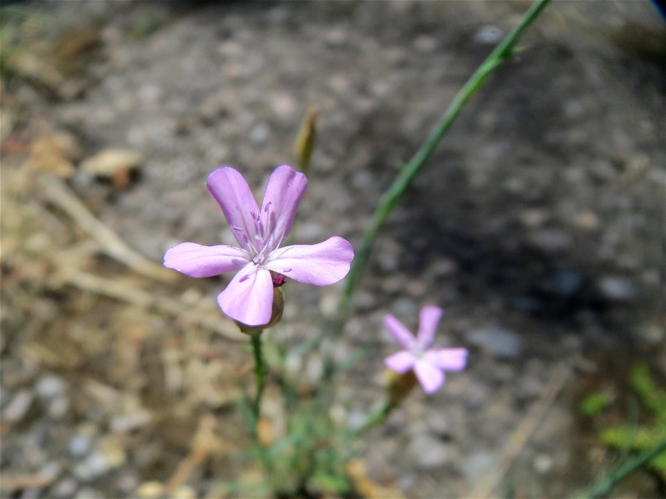 Ritzenbotanik: Sprossende Felsennelke (Petrorhagia prolifera) in Sankt Arnual