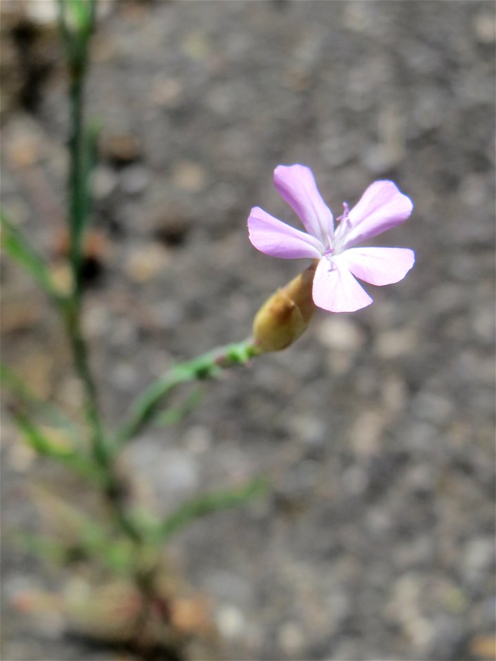 Ritzenbotanik: Sprossende Felsennelke (Petrorhagia prolifera) in Sankt Arnual