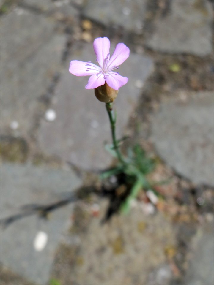 Ritzenbotanik: Sprossende Felsennelke (Petrorhagia prolifera) in Sankt Arnual