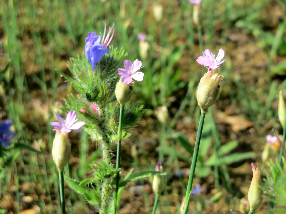 Sprossende Felsennelke (Petrorhagia prolifera) an der A620 in Sankt Arnual