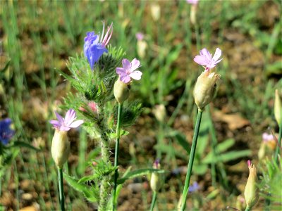 Sprossende Felsennelke (Petrorhagia prolifera) an der A620 in Sankt Arnual