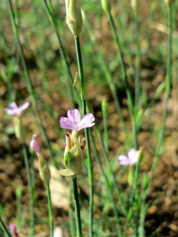 Sprossende Felsennelke (Petrorhagia prolifera) an der A620 in Sankt Arnual