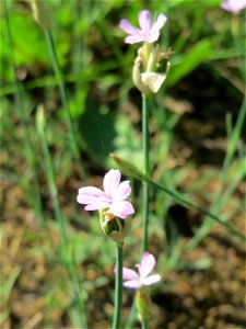 Sprossende Felsennelke (Petrorhagia prolifera) an der A620 in Sankt Arnual