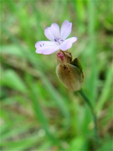 Sprossende Felsennelke (Petrorhagia prolifera) am Bahnhof Brebch in Saarbrücken