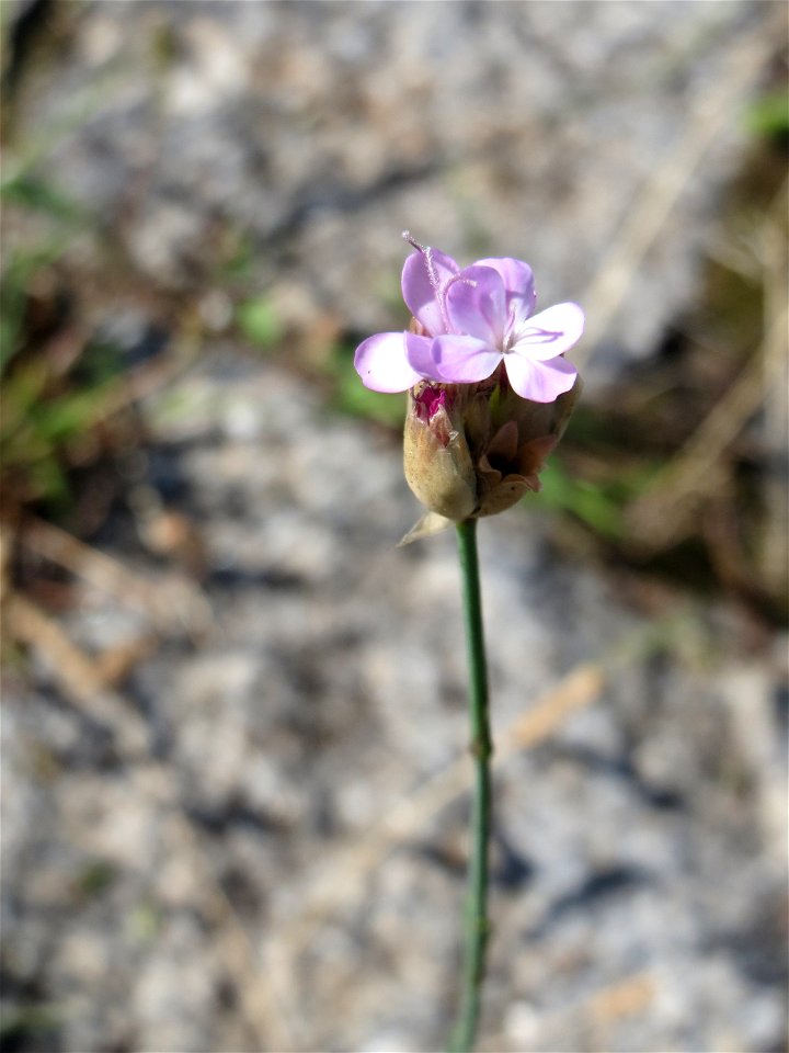 Ritzenbotanik: Sprossende Felsennelke (Petrorhagia prolifera) an der A 620 in Alt-Saarbrücken