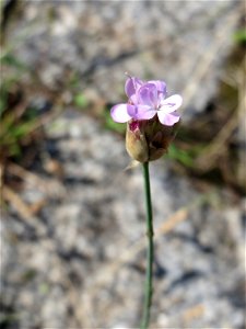 Ritzenbotanik: Sprossende Felsennelke (Petrorhagia prolifera) an der A 620 in Alt-Saarbrücken photo