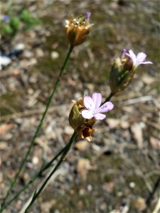 Ritzenbotanik: Sprossende Felsennelke (Petrorhagia prolifera) an der A 620 in Sankt Arnual