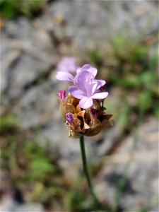 Ritzenbotanik: Sprossende Felsennelke (Petrorhagia prolifera) an der A 620 in Alt-Saarbrücken