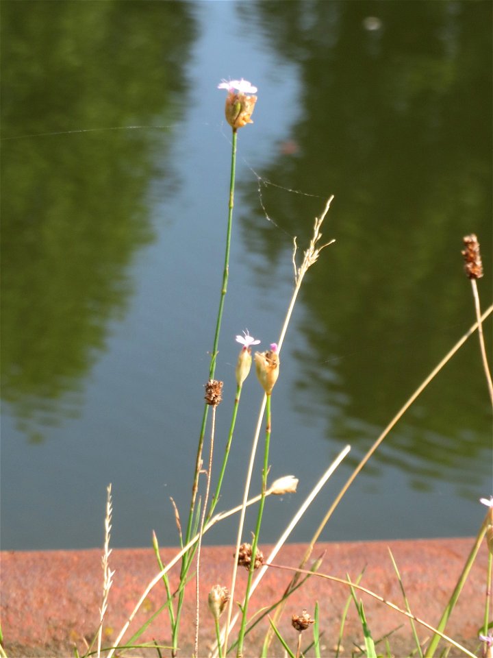 Sprossende Felsennelke (Petrorhagia prolifera) an der Saar in Alt-Saarbrücken
