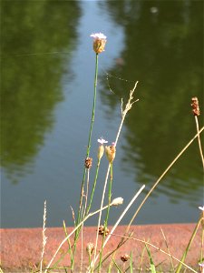 Sprossende Felsennelke (Petrorhagia prolifera) an der Saar in Alt-Saarbrücken photo