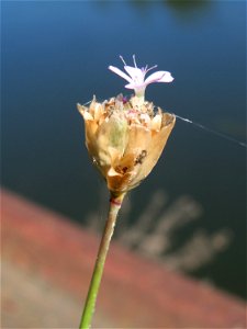 Sprossende Felsennelke (Petrorhagia prolifera) an der Saar in Alt-Saarbrücken