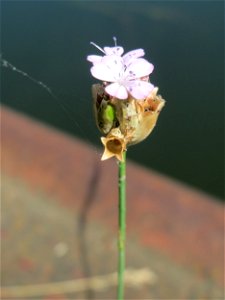 Sprossende Felsennelke (Petrorhagia prolifera) an der Saar in Alt-Saarbrücken