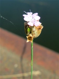 Sprossende Felsennelke (Petrorhagia prolifera) an der Saar in Alt-Saarbrücken photo