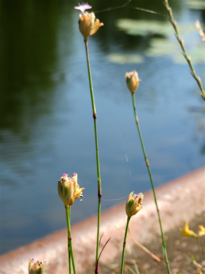 Sprossende Felsennelke (Petrorhagia prolifera) an der Saar in Alt-Saarbrücken