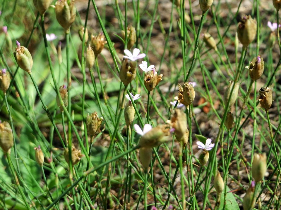 Ritzenbotanik: Sprossende Felsennelke (Petrorhagia prolifera) an der A 620 in Sankt Arnual