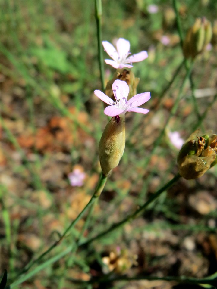 Ritzenbotanik: Sprossende Felsennelke (Petrorhagia prolifera) an der A 620 in Sankt Arnual
