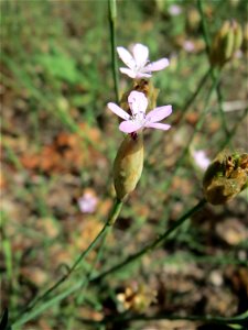 Ritzenbotanik: Sprossende Felsennelke (Petrorhagia prolifera) an der A 620 in Sankt Arnual