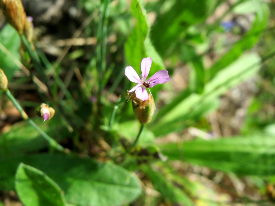 Sprossende Felsennelke (Petrorhagia prolifera) im Bürgerpark Saarbrücken