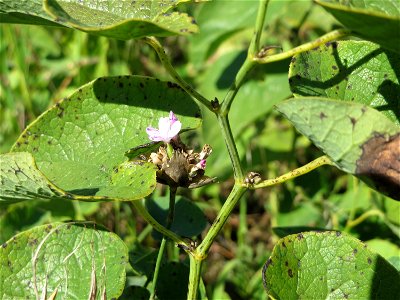 Sprossende Felsennelke (Petrorhagia prolifera) an der Friedenshöhe - Teilbereich vom Naturschutzgebiet „Oftersheimer Dünen“