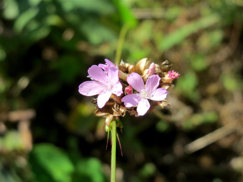 Sprossende Felsennelke (Petrorhagia prolifera) an der Friedenshöhe - Teilbereich vom Naturschutzgebiet „Oftersheimer Dünen“