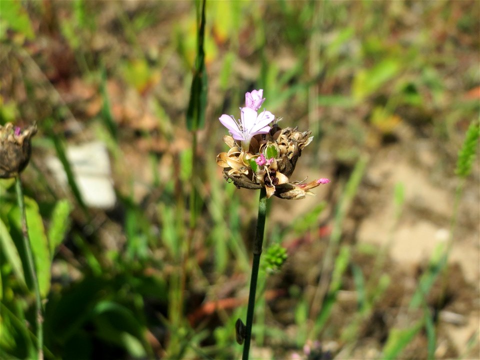 Sprossende Felsennelke (Petrorhagia prolifera) an der Friedenshöhe - Teilbereich vom Naturschutzgebiet „Oftersheimer Dünen“