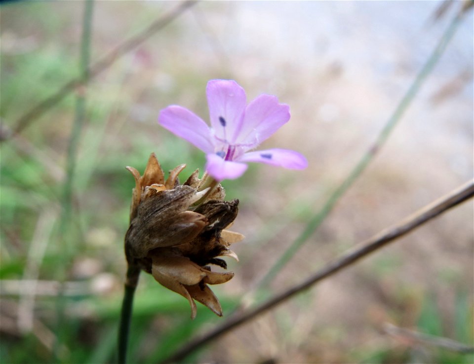 Sprossende Felsennelke (Petrorhagia prolifera) bei Schrebergärten in Oftersheim