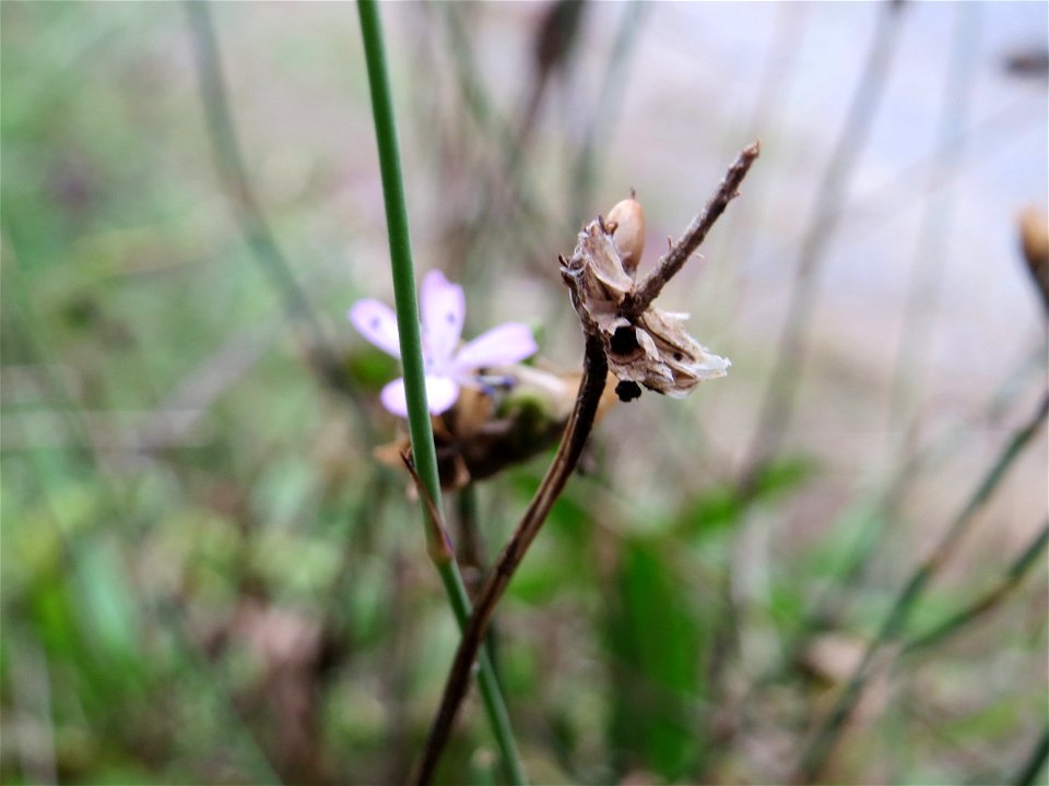 Sprossende Felsennelke (Petrorhagia prolifera) bei Schrebergärten in Oftersheim